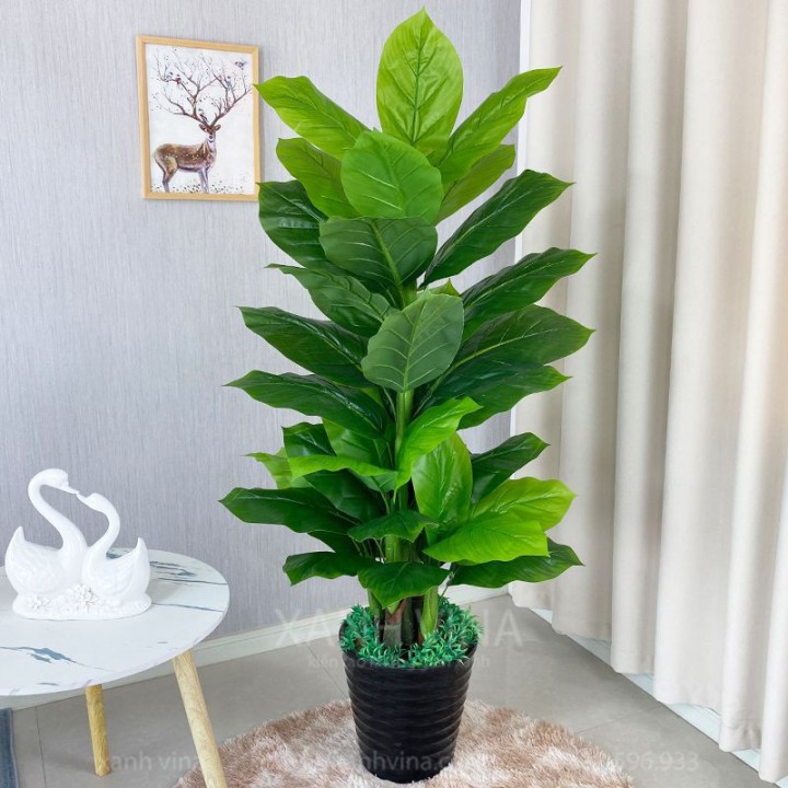 cây vạn niên thanh giả 150cm